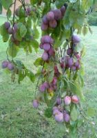 Plums later in August