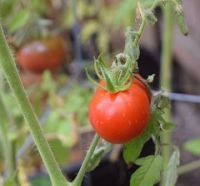Heirloom Cherry Tomato