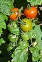 Gardener's Delight tomatoes