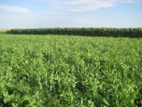 Field peas cover crop