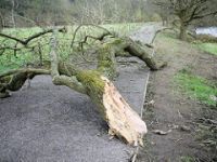 Branch down in storm