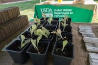 Choose biodegradable plant pots rather than plastic ones