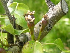 Pears In June